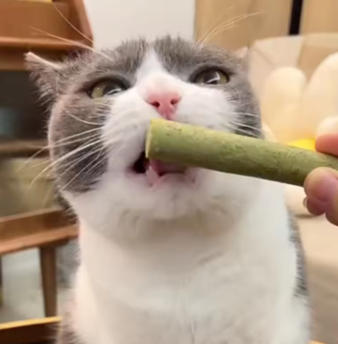 Cat Grass Stick